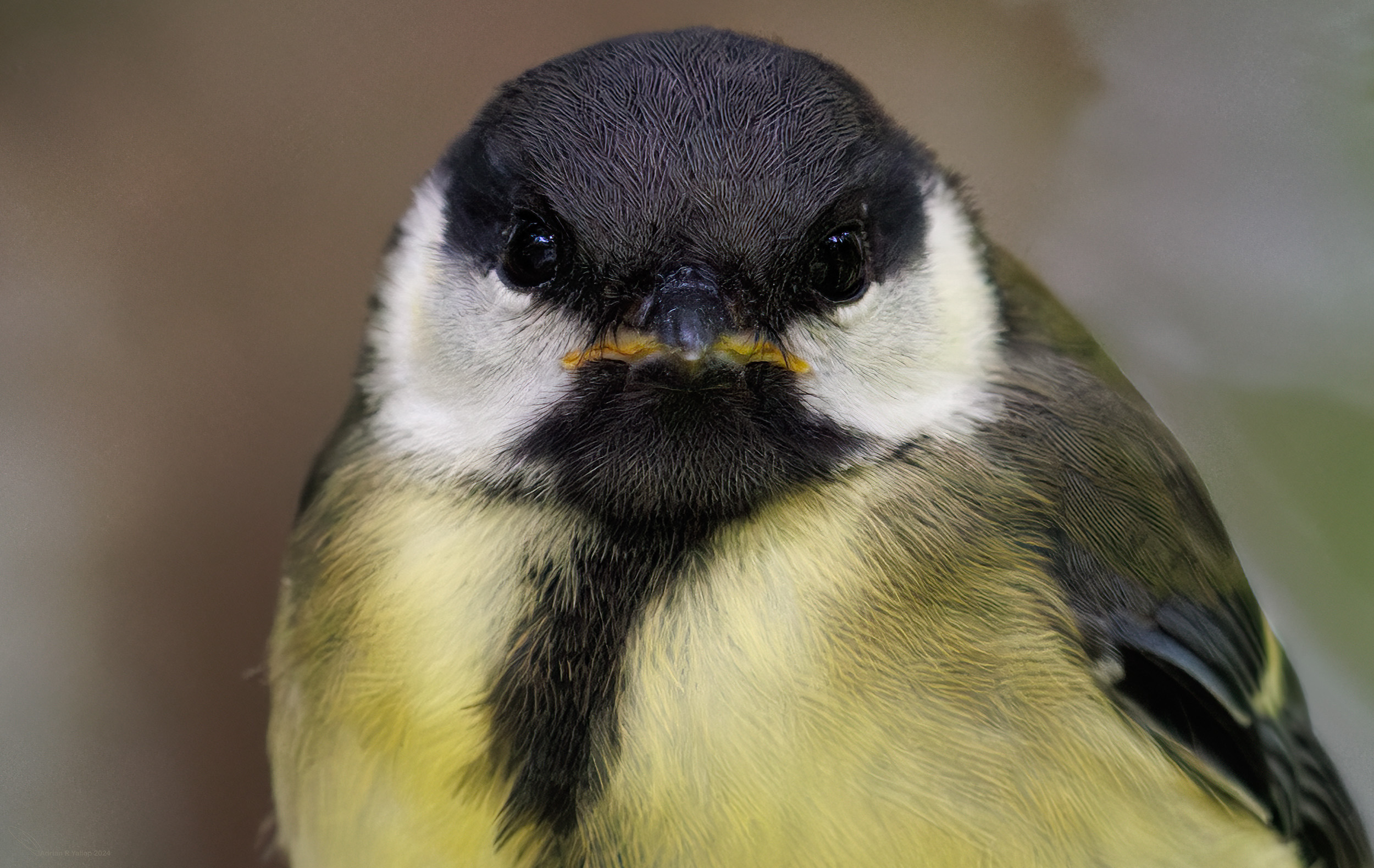 Great tits parus major looking at you